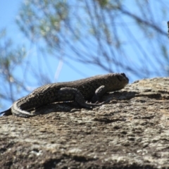 Egernia cunninghami (Cunningham's Skink) at Yass, NSW - 17 Sep 2017 by KShort