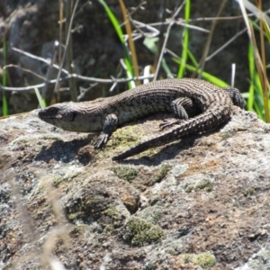 Egernia cunninghami at Yass, NSW - 17 Sep 2017