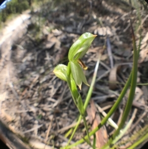 Bunochilus sp. at Tharwa, ACT - 17 Sep 2017