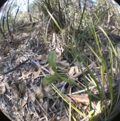 Bunochilus sp. at Tharwa, ACT - 17 Sep 2017