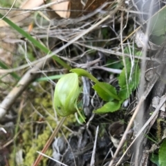 Pterostylis nutans at Paddys River, ACT - 17 Sep 2017