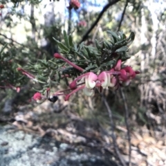 Grevillea lanigera at Paddys River, ACT - 17 Sep 2017 07:28 PM