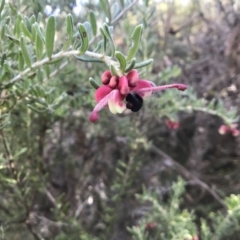 Grevillea lanigera at Paddys River, ACT - 17 Sep 2017