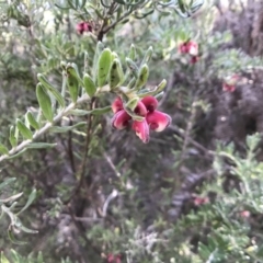 Grevillea lanigera at Paddys River, ACT - 17 Sep 2017 07:28 PM