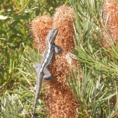 Amphibolurus muricatus (Jacky Lizard) at Tura Beach, NSW - 17 Sep 2017 by MichaelMulvaney
