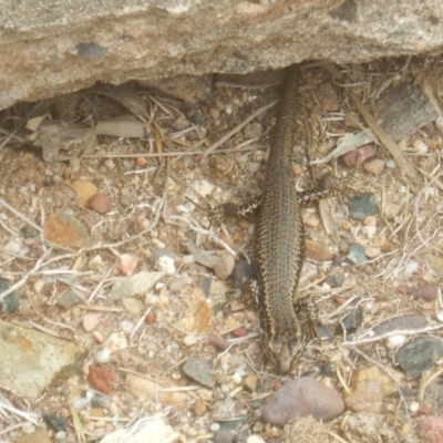 Eulamprus heatwolei (Yellow-bellied Water Skink) at Tathra, NSW - 16 Sep 2017 by MichaelMulvaney