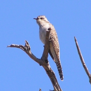 Cacomantis pallidus at Kambah, ACT - 17 Sep 2017