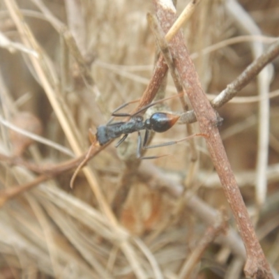 Myrmecia tarsata (Bull ant or Bulldog ant) at Mirador, NSW - 16 Sep 2017 by MichaelMulvaney