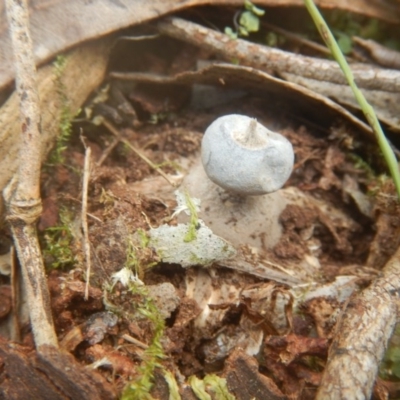 Geastrum sp. (Geastrum sp.) at Mirador, NSW - 16 Sep 2017 by MichaelMulvaney