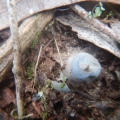 Geastrum sp. (genus) at Mirador, NSW - 16 Sep 2017 11:14 AM