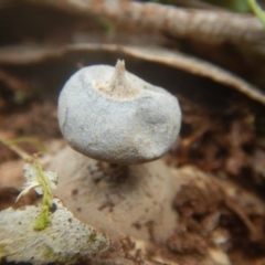 Geastrum sp. (genus) at Mirador, NSW - 16 Sep 2017 11:14 AM