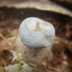 Geastrum sp. (genus) at Mirador, NSW - 16 Sep 2017 11:14 AM
