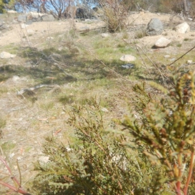 Indigofera adesmiifolia (Tick Indigo) at Stromlo, ACT - 13 Sep 2017 by MichaelMulvaney