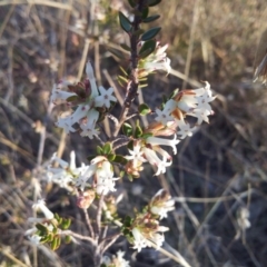 Brachyloma daphnoides (Daphne Heath) at Kambah, ACT - 15 Sep 2017 by RosemaryRoth