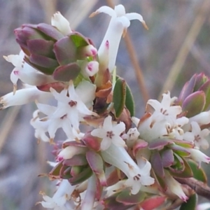 Brachyloma daphnoides at Kambah, ACT - 15 Sep 2017