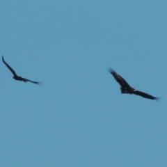 Aquila audax (Wedge-tailed Eagle) at Coombs, ACT - 17 Sep 2017 by MichaelBedingfield