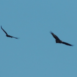 Aquila audax at Molonglo River Reserve - 17 Sep 2017