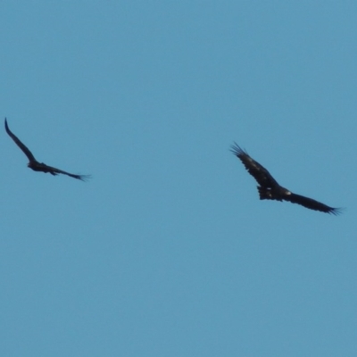 Aquila audax (Wedge-tailed Eagle) at Coombs, ACT - 17 Sep 2017 by MichaelBedingfield