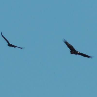 Aquila audax (Wedge-tailed Eagle) at Coombs, ACT - 17 Sep 2017 by michaelb