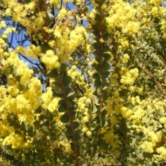 Acacia pravissima (Wedge-leaved Wattle, Ovens Wattle) at Kambah, ACT - 17 Sep 2017 by MatthewFrawley