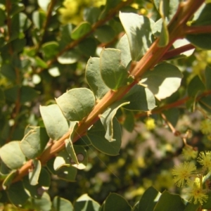 Acacia pravissima at Kambah, ACT - 17 Sep 2017 11:00 AM