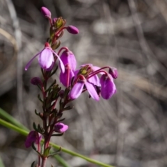 Tetratheca bauerifolia (Heath Pink-bells) at Murrumbateman, NSW - 16 Sep 2017 by SallyandPeter