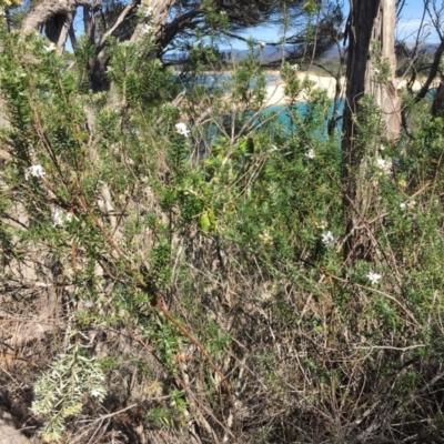 Westringia fruticosa (Native Rosemary) at Merimbula, NSW - 18 Sep 2017 by PatriciaDaly