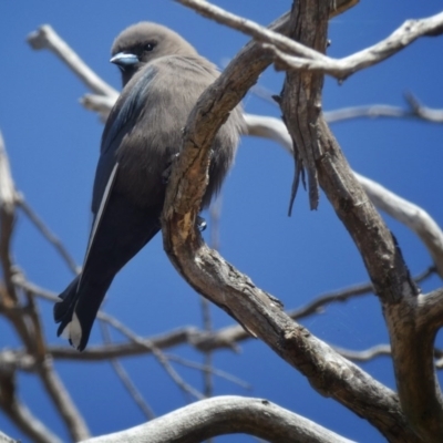 Artamus cyanopterus (Dusky Woodswallow) at Googong, NSW - 18 Sep 2017 by Wandiyali