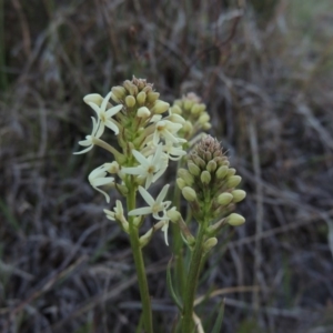 Stackhousia monogyna at Molonglo River Reserve - 17 Sep 2017