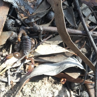 Urodacus manicatus (Black Rock Scorpion) at Chisholm, ACT - 8 Sep 2017 by CCS