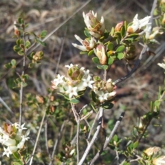 Brachyloma daphnoides (Daphne Heath) at Kambah, ACT - 18 Sep 2017 by RosemaryRoth