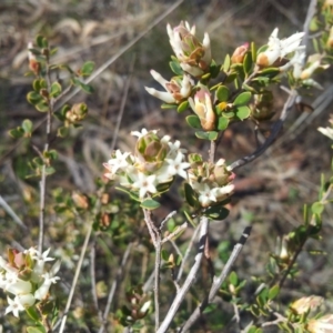 Brachyloma daphnoides at Kambah, ACT - 18 Sep 2017