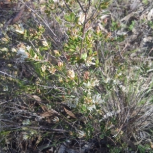 Brachyloma daphnoides at Kambah, ACT - 18 Sep 2017