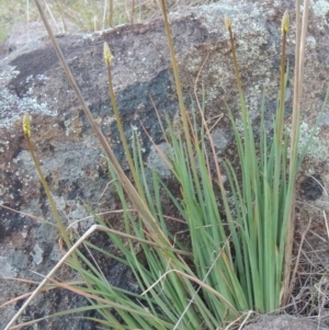 Bulbine glauca at Molonglo River Reserve - 17 Sep 2017