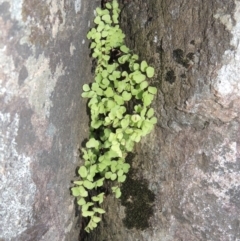 Adiantum aethiopicum (Common Maidenhair Fern) at Molonglo River Reserve - 17 Sep 2017 by michaelb