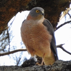 Accipiter cirrocephalus at Paddys River, ACT - 18 Sep 2017