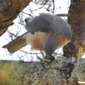 Accipiter cirrocephalus at Paddys River, ACT - 18 Sep 2017