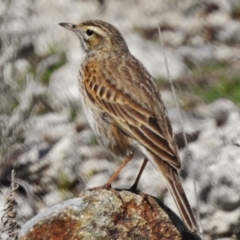 Anthus australis (Australian Pipit) at Lower Cotter Catchment - 18 Sep 2017 by JohnBundock