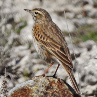 Anthus australis (Australian Pipit) at Cotter River, ACT - 18 Sep 2017 by JohnBundock