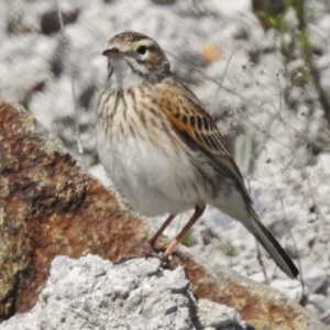 Anthus australis at Cotter River, ACT - 18 Sep 2017