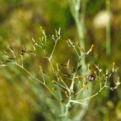 Senecio quadridentatus (Cotton Fireweed) at Conder, ACT - 10 Nov 1999 by MichaelBedingfield