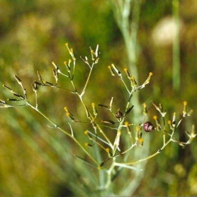 Senecio quadridentatus (Cotton Fireweed) at Conder, ACT - 9 Nov 1999 by michaelb