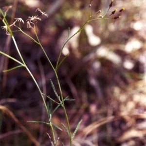 Senecio quadridentatus at Conder, ACT - 15 Feb 2000