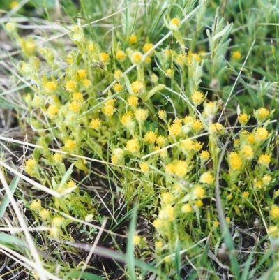 Triptilodiscus pygmaeus (Annual Daisy) at Conder, ACT - 16 Oct 1999 by michaelb