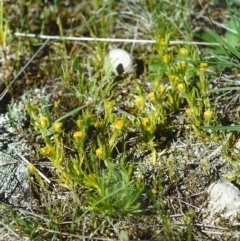 Triptilodiscus pygmaeus (Annual Daisy) at Conder, ACT - 21 Oct 2000 by michaelb