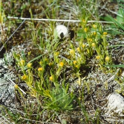 Triptilodiscus pygmaeus (Annual Daisy) at Conder, ACT - 22 Oct 2000 by MichaelBedingfield