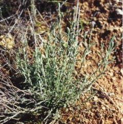 Vittadinia cuneata var. cuneata (Fuzzy New Holland Daisy) at Conder, ACT - 2 Oct 2000 by MichaelBedingfield