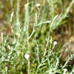 Vittadinia cuneata var. cuneata (Fuzzy New Holland Daisy) at Tuggeranong Hill - 29 Nov 1999 by michaelb