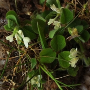 Trifolium subterraneum at Garran, ACT - 18 Sep 2017