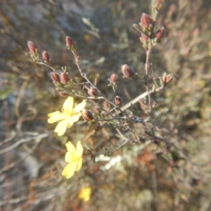 Hibbertia stricta at Gilmore, ACT - 19 Sep 2017